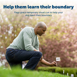 A pet parent adding flags to their yard in order to help their dog learn the boundary flags give a temporary visual cue for learning